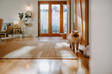 Pet cat in living room in the morning