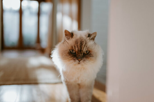 Portrait of pet cat looking at camera in living room