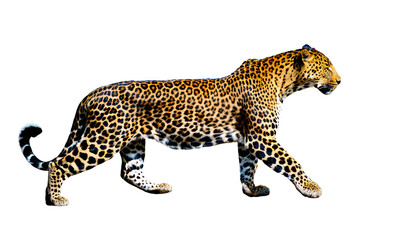 Leopard isoliert auf weißen Hintergrund, Freisteller 