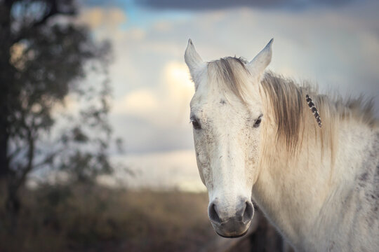 Fototapeta Grey horse with a feather in its mane looking at the camera