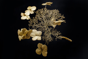 dried flowers on black background