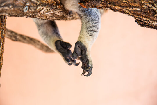 koala paws with a koala in a tree