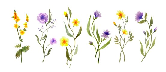 Hand drawn floral set. Watercolor wild flowers isolated on white background. Summer wildflowers aquarelle sketch.