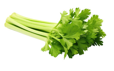 Elevating Dishes with Fresh Celery on White or PNG Transparent Background