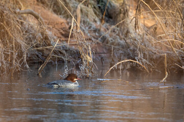 A female Merganser on the water