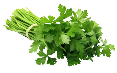 Exploring the World of Cilantro on White or PNG Transparent Background