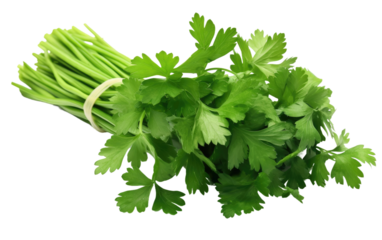 Exploring the World of Cilantro on White or PNG Transparent Background