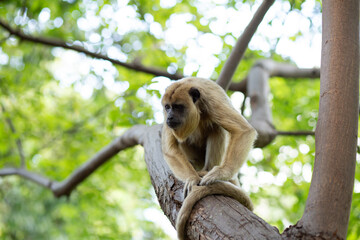 Um Macaco-bugio preto, fêmea, empoleirado em  um galho de uma árvore no parque. (Alouatta caraya)
