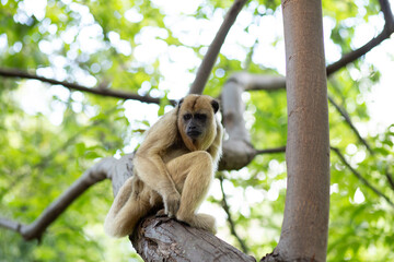 Um Macaco-bugio preto, fêmea, empoleirado em  um galho de uma árvore no parque. (Alouatta caraya)