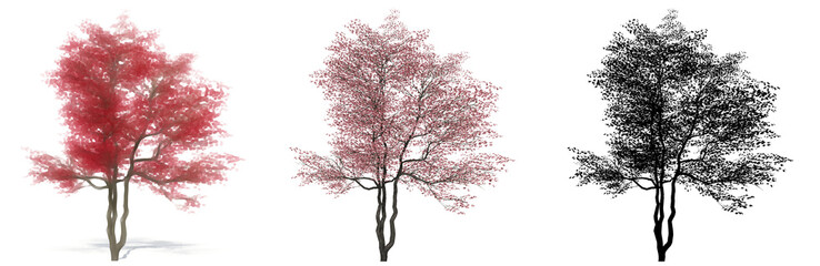 Set or collection of  trees, painted, natural and as a black silhouette on white background. Concept or conceptual 3d illustration for nature, ecology and conservation, strength