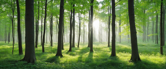Green forest panorama in summer