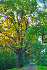 Naklejka premium Empty hiking trail along green trees in the park.