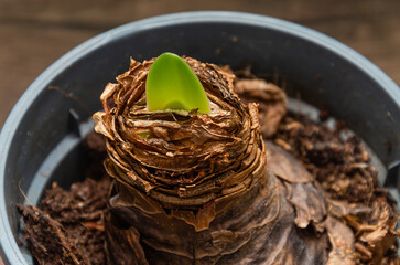 Close up of a seedling in a pot on a wooden background
