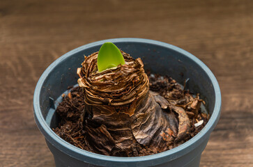 Close up of a seedling in a pot on a wooden background