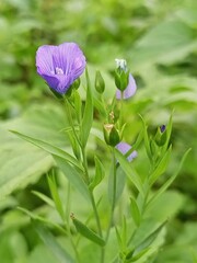 Beautiful blooming flower in garden 
