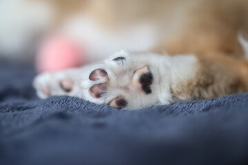 A little adorable paw of sleeping puppy of sheltie breed also known as shetland sheepdog.
