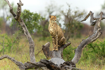 Cheetah (Acinonyx jubatus) looking around for prey in the rain  in Kruger National Park in South...