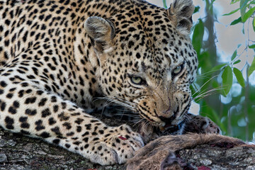 Leopard in a tree. This male leopard Panthera pardus) was eating his prey in a tree in Sabi Sands Game Reserve in the Greater Kruger Region in South Africa
