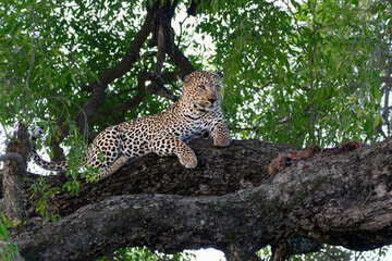 Leopard in a tree. This male leopard Panthera pardus) was eating his prey in a tree in Sabi Sands Game Reserve in the Greater Kruger Region in South Africa