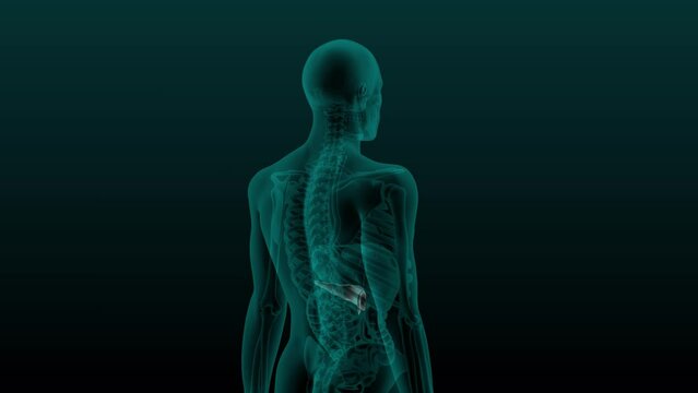 X-ray scan of the human digestive system. Anatomically accurate 3d render animation of the pancreas.
