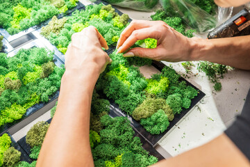 Close-up of woman hands gluing stabilized moss. Process of working with decorative reindeer moss....