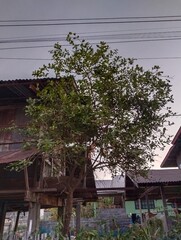 house in the village