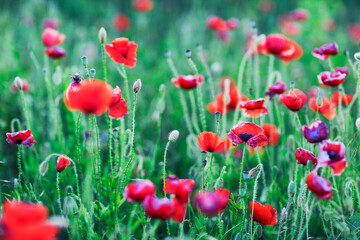 field of poppies