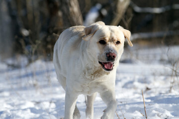 yellow labrador retriever in winter close up - 711455461