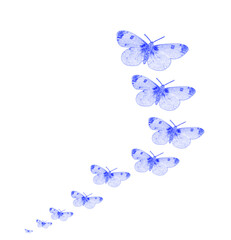 line of expanding Blue butterflies