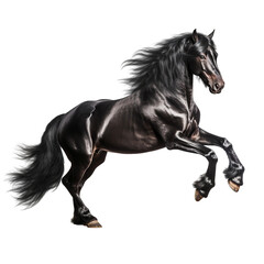 Full body portrait of a black Arabian horse galloping, isolated on transparent background