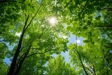 Fototapeta na wymiar Lush forest canopy under a bright blue sky, with sunlight filtering through the leaves, Generative AI