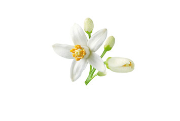 Neroli flower and buds branch isolated transparent png. White fleur d'oranger citrus bloom. Orange tree blossom.
Blooming tropical plant. Floral mediterranean perfume note.
