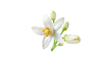 Neroli flower and buds branch isolated transparent png. White fleur d'oranger citrus bloom. Orange tree blossom.
Blooming tropical plant. Floral mediterranean perfume note.
