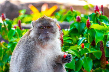 Gray monkey macaque sitting eating Koh Phi Phi Don Thailand.