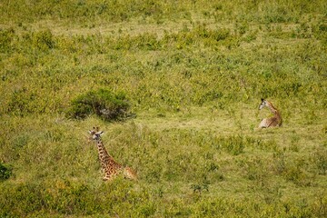 african wildlife, giraffe