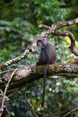 african wildlife, blue monkey, tree
