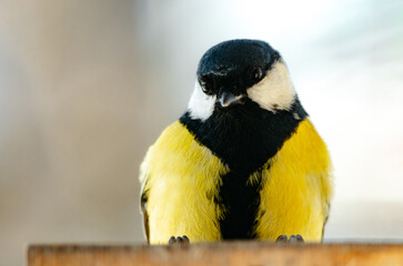 Close up of yellow great tit (Parus Major)