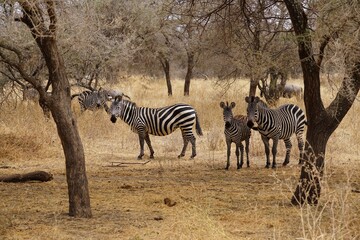 african wildlife, zebras