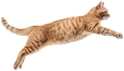 Cat jumping illustration PNG element cut out transparent isolated on white background ,PNG file ,artwork graphic design.