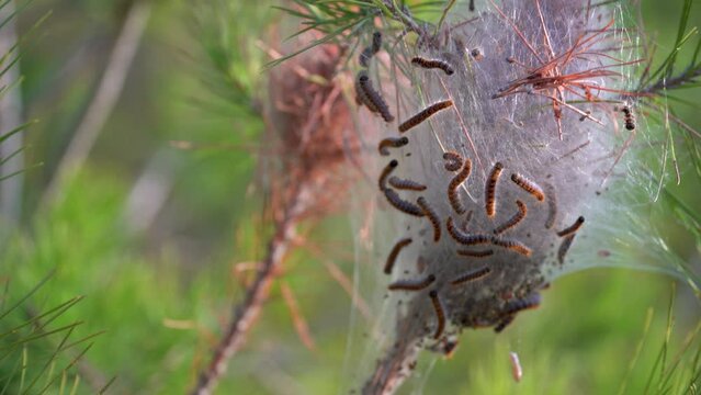 : Closeup, nest with processionary caterpillars in the branches of a pine tree