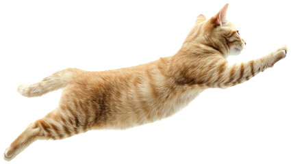 Cat jumping illustration PNG element cut out transparent isolated on white background ,PNG file...