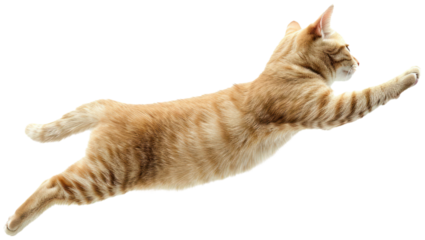Cat jumping illustration PNG element cut out transparent isolated on white background ,PNG file ,artwork graphic design.