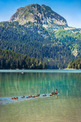 Montenergo nature landscape. Duck with ducklings in Black Lake against Meded Peak. Premium tourist attraction of the Durmitor National Park area.