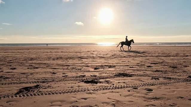 horse training on the beach in Morocco at sunset