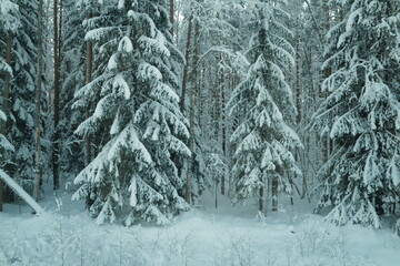 Snow forest