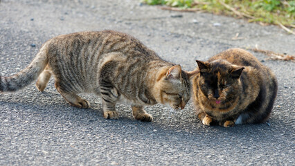 Fototapeta premium 母猫に寄り添い甘える可愛い野良猫の子猫