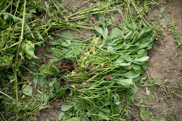 Green plants in the garden in summer. Details of nature in the countryside. Green grass.