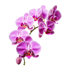 Fototapeta na wymiar Bunch of Pink orchid isolated on white background