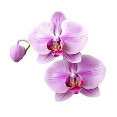 Bunch of Pink orchid isolated on white background