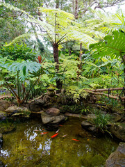 日本家屋の庭の池に泳ぐ鯉